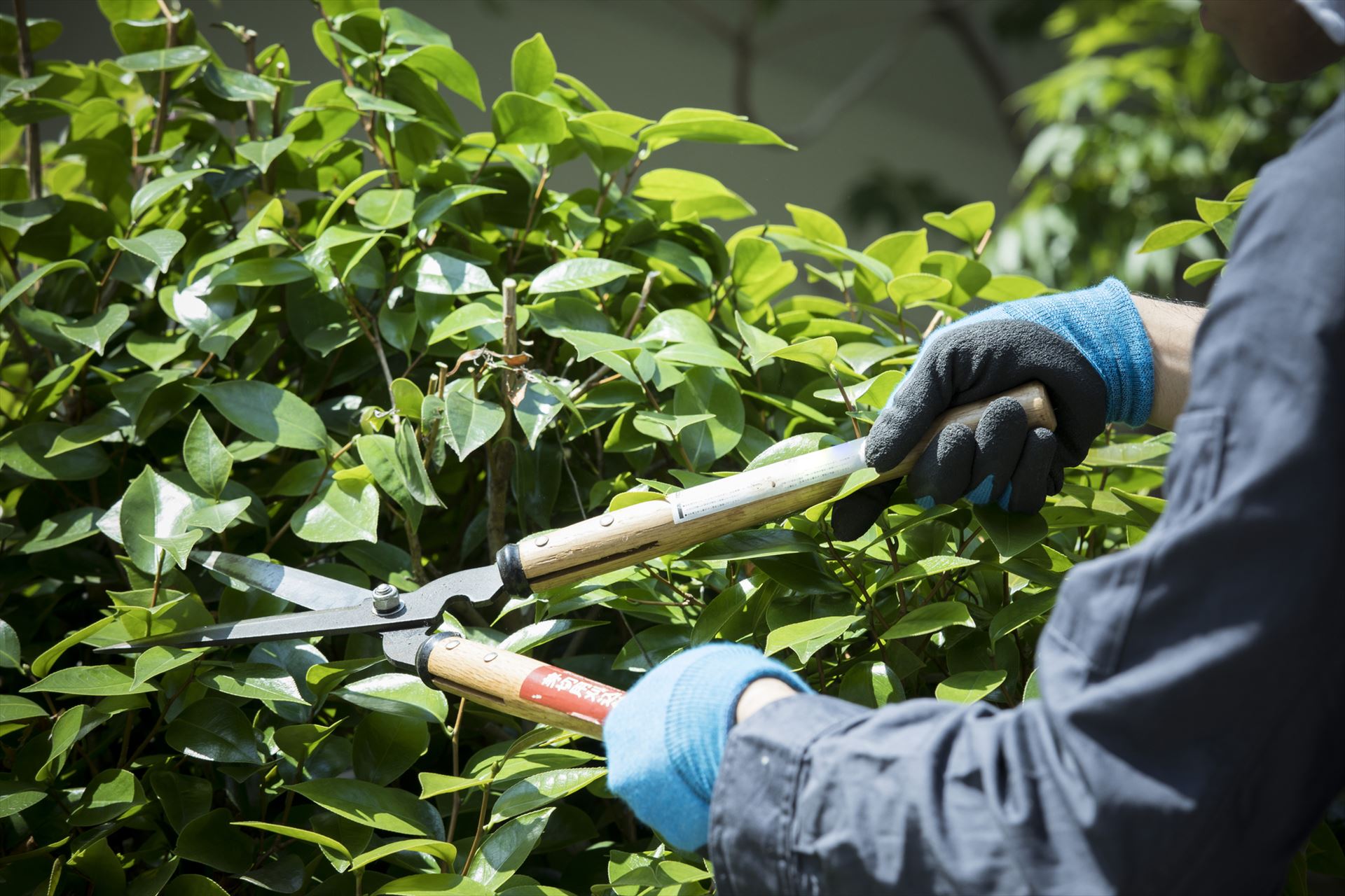 伐採で植木を管理 | 茨城県つくば市の住宅設備ならつくばアシストフィックスオール株式会社
